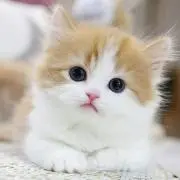 夏目にゃんこ先生の画像