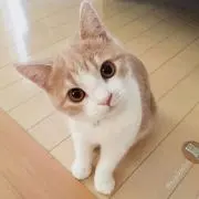ニナの画像