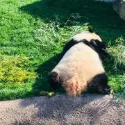 RRの画像
