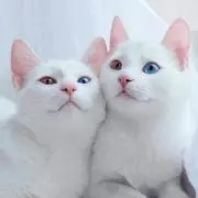 アル