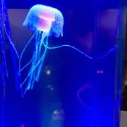 おおさん