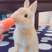 はるみか