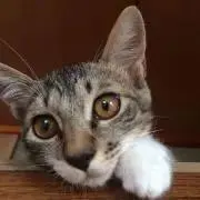 saecocoa12の画像