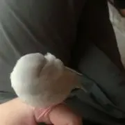 メシア