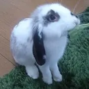 Rab!t*の画像