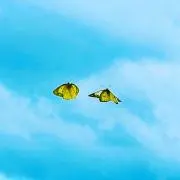モアイ
