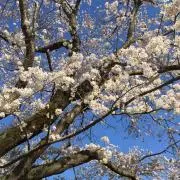 こにしの画像