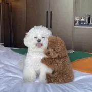 まほの画像