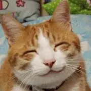 ねこ