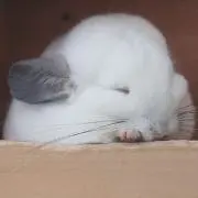 まふたん❁*。プロフ必読お願い致しますの画像