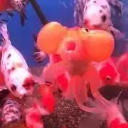 ままま