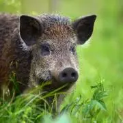 wild boar 【プロフ必読】の画像