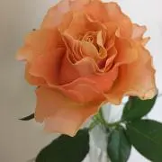 なおみの画像
