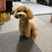 ちょに