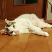 おまめ