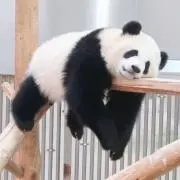 ももりんごの画像