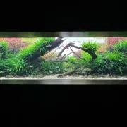 ピーチwoodの画像