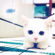 むーの画像