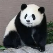Tomo