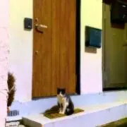 セツの画像