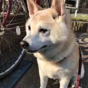ぷーちんの画像