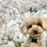 dorryの画像