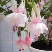 ひかるの画像