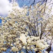 さくら（プロフ必読）の画像