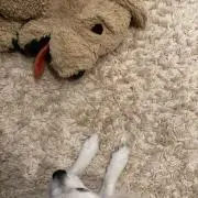 よっちゃん