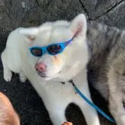 マスターイナズマの画像