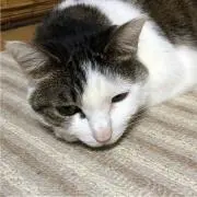 ゆみやかちゃ