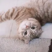 ぽぽ