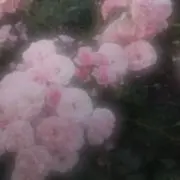 まるの画像