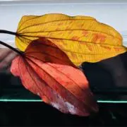 水草大好き侍の画像