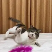 まりまりの画像