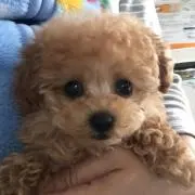 りん