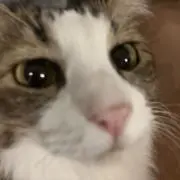 ひよこさん専用、8キロ箱込み、 - メルカリ