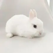 Labi