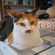 しほんの画像