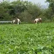 カニカニ。の画像