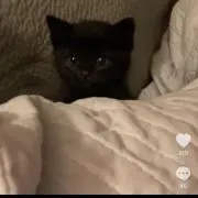 ねこまむしの画像