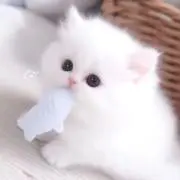 (๑•ᴗ•๑)