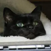 くろねこの画像