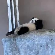 ちゃんこちゃんの画像