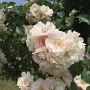しろまるの画像