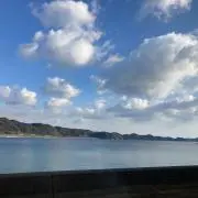 ゆりの画像