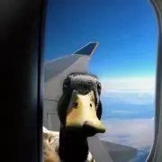 バードの画像