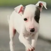 モチの画像