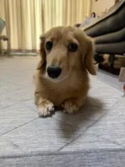 スロパチの画像