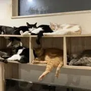 てみかの画像